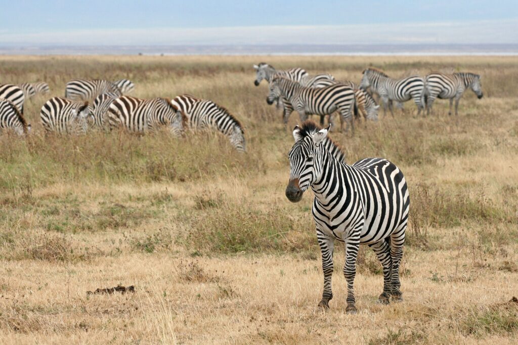 Zebra’s in de Ngorongoro-krater