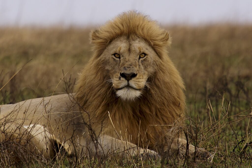 Leeuw in het hoge gras van Serengeti National Park in Tanzania