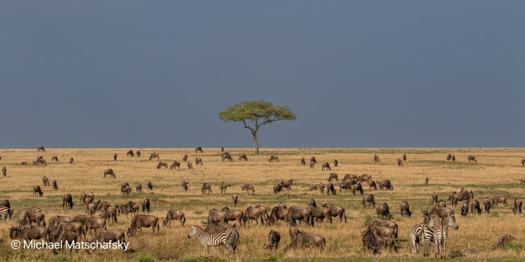 De grote migratie in de Serengeti