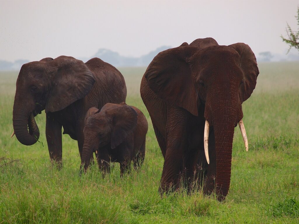 Olifanten in Tarangire National Park